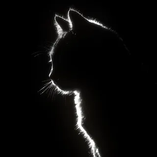 Satrio Aji Profile Cat